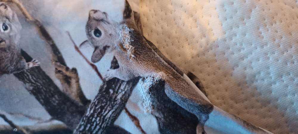 Molo íkorna sett st 92